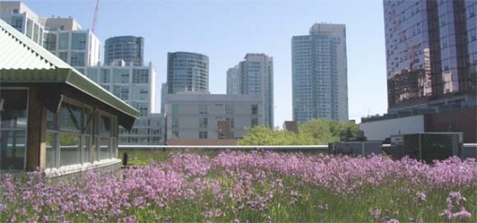 Image of a roof garden